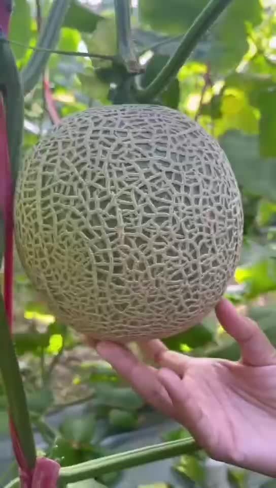 吃海南玲珑瓜上火,美味诱惑与上火挑战的平衡之道