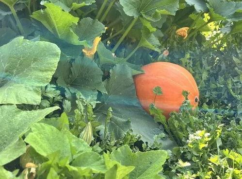 广西碧花园吃瓜,夏日消暑美食之旅