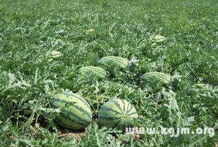 梦见瓜地吃西瓜,西瓜的甜蜜诱惑与寓意解析