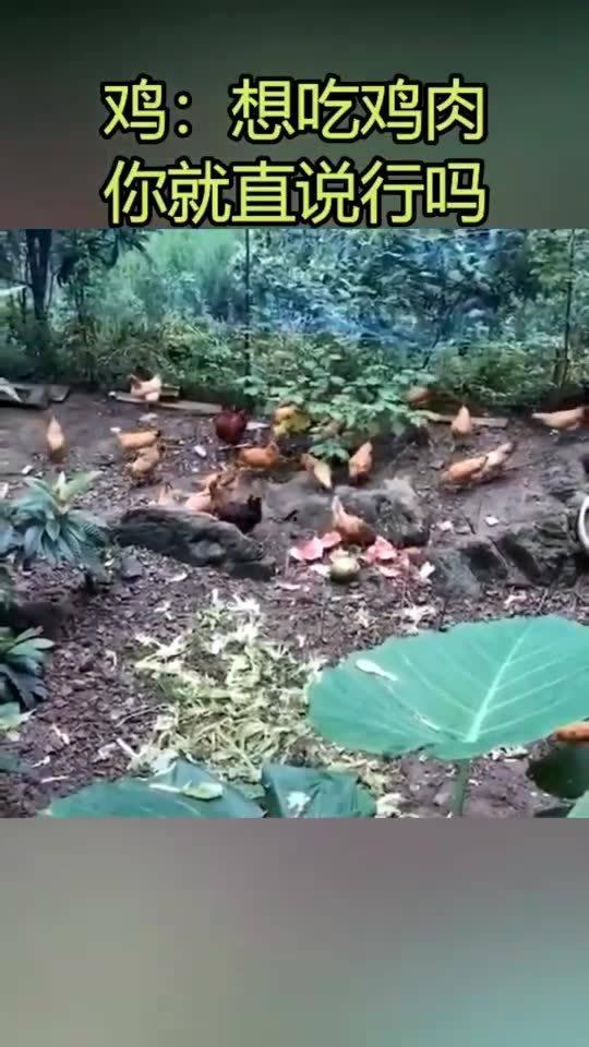 经常喂鸡吃瓜,揭秘喂鸡吃瓜的奇妙生活