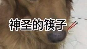 经常喂鸡吃瓜,揭秘喂鸡吃瓜的奇妙生活