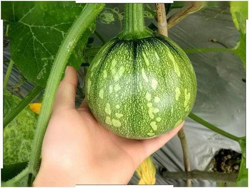 上海骨科博士吃瓜