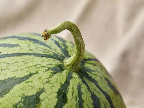 上海骨科博士吃瓜