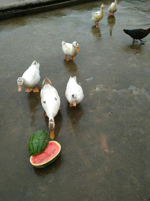 鸭吃瓜视频大全,瓜瓜盛宴大盘点