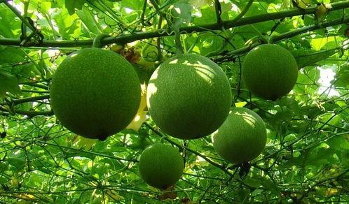 瓜叶瓜蒌怎么吃