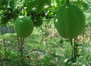 瓜叶瓜蒌怎么吃