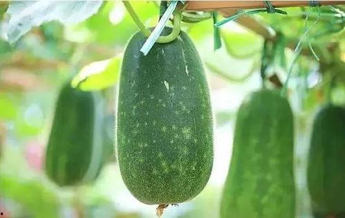 什么吃瓜吞吐,网络舆论场中的狂欢与反思