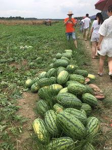 山号子会吃瓜尖