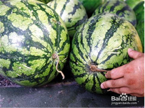 穿越民国吃瓜看瓜,穿越时空的吃瓜之旅