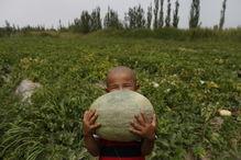 溪谷留香吃瓜,一场别开生面的吃瓜盛宴