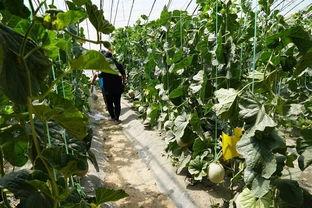 菜地吃瓜视频,一场与瓜果共舞的田园盛宴