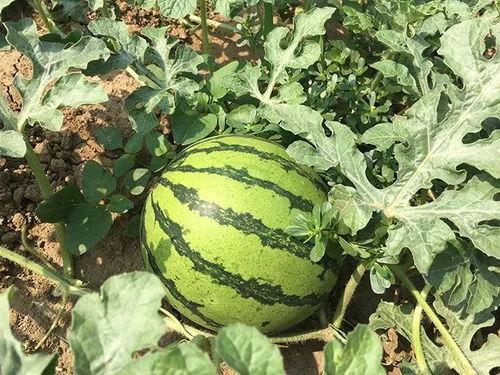 崂山吃耳瓜,耳瓜的独特风味之旅