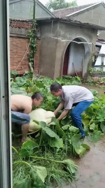 村里吃瓜直播间,揭秘乡村生活趣味瞬间