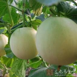 吃小瓜嗓子痒,嗓子痒痒的甜蜜烦恼