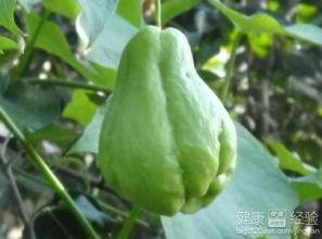 痔疮吃佛手瓜,天然食疗新选择