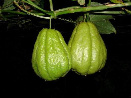 痔疮吃佛手瓜,天然食疗新选择