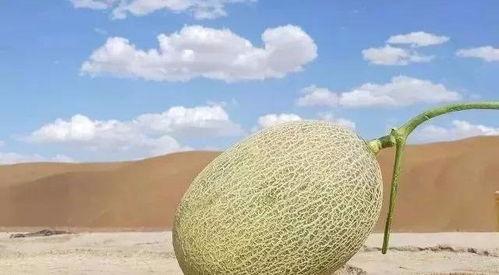 吃冰镇哈密瓜,冰镇哈密瓜的清新诱惑