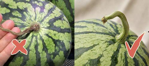 春山吃瓜完结,一场甜蜜的瓜田盛宴